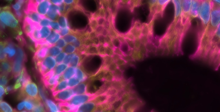 Hepatic Science & <em>In Vitro</em> ADME